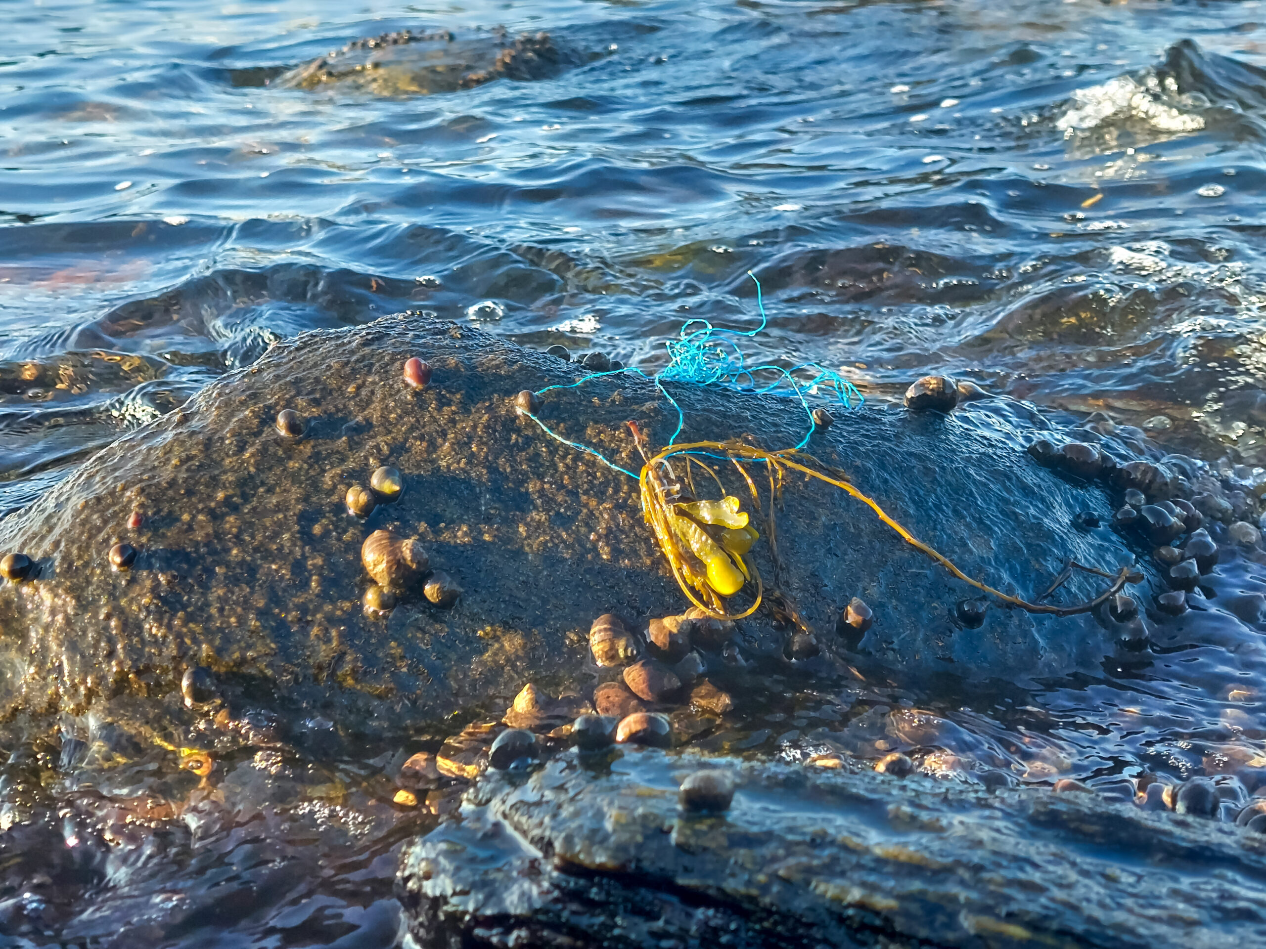 microplastic on sea rock